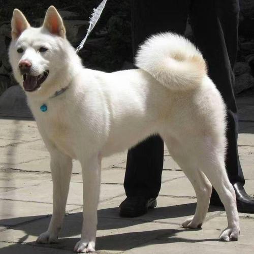2025新澳門精準(zhǔn)正版圖庫和中國下司犬外網(wǎng)爆火與中國下司犬介紹