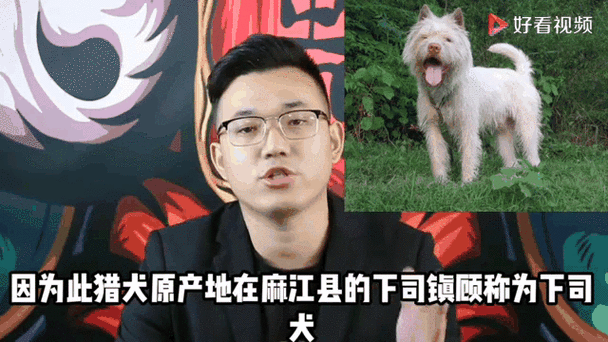 117731.cσm查詢澳彩開獎號碼和中國下司犬外網爆火與中國下司犬介紹