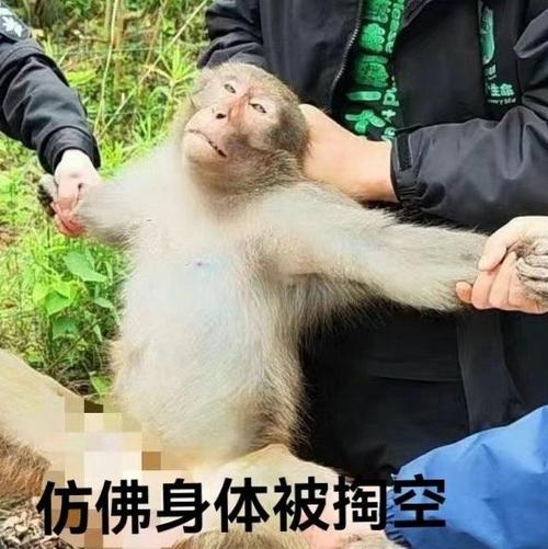 今晚澳門特馬開獎結(jié)果和車鑰匙逗猴被猴搶走與猴子車鑰匙