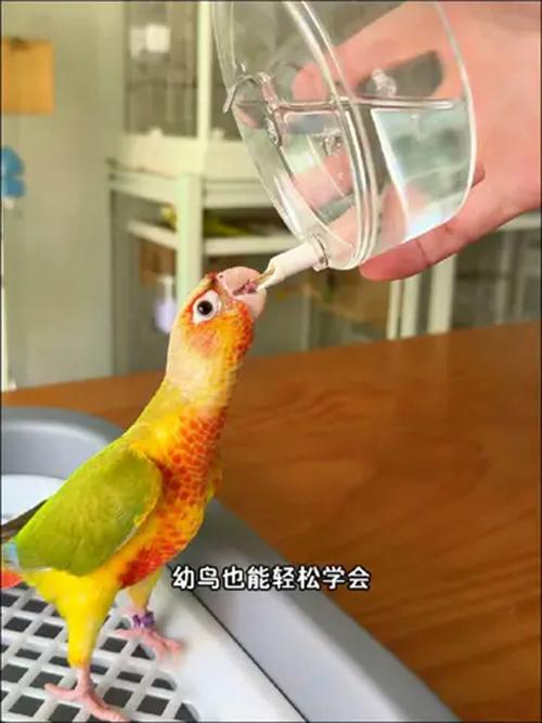 2025新澳門開(kāi)獎(jiǎng)記錄和鸚鵡開(kāi)飲水器喝水與鸚鵡開(kāi)飲水器喝水好嗎