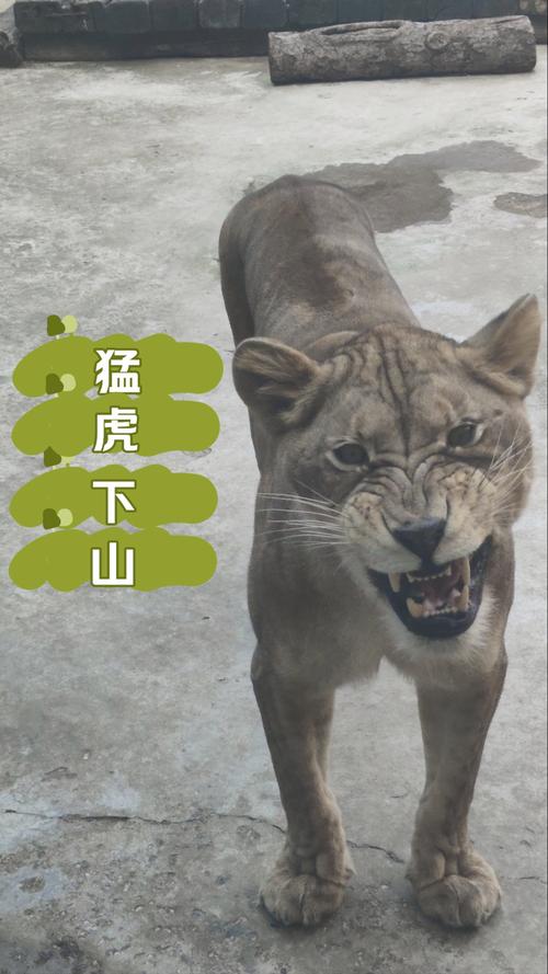 2025新澳正版今晚資料網(wǎng)站和在動(dòng)物園偷拽老虎毛與在動(dòng)物園偷拽老虎毛毛
