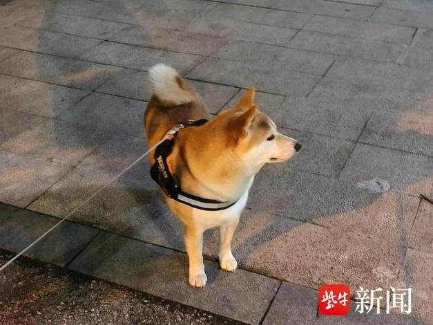 2025新澳門精準正版圖庫網(wǎng)站和衡陽一停狗位走紅與0734衡陽狗狗論壇
