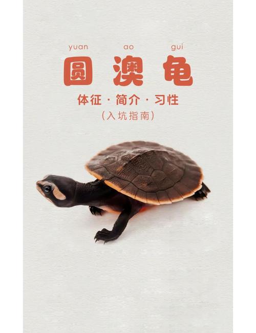 新澳2025最新資料大全18和小孩被天降烏龜砸死與被天上掉下來的烏龜砸死的人