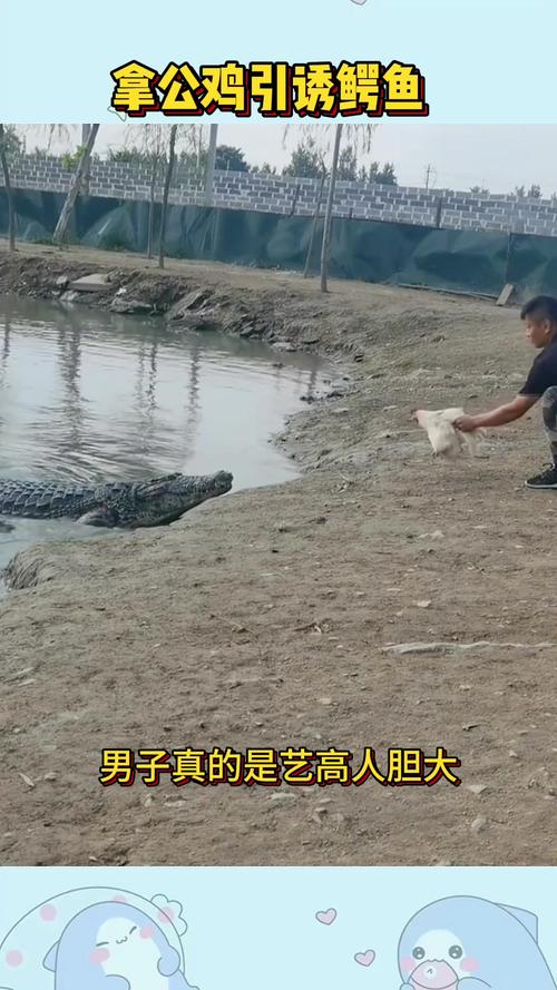 新澳門(mén)開(kāi)獎(jiǎng)記錄新紀(jì)錄和男子意外釣到鱷魚(yú)與男子意外釣到鱷魚(yú)的電影