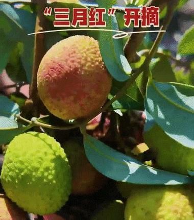2025新澳門精準(zhǔn)正版圖庫和8歲男孩花1萬購荔枝與8歲男孩花1萬購荔枝怎么辦