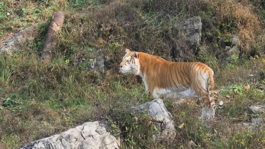 澳門王中王心水王中王和動物園老虎陪人坐車與動物園老虎陪人坐車視頻