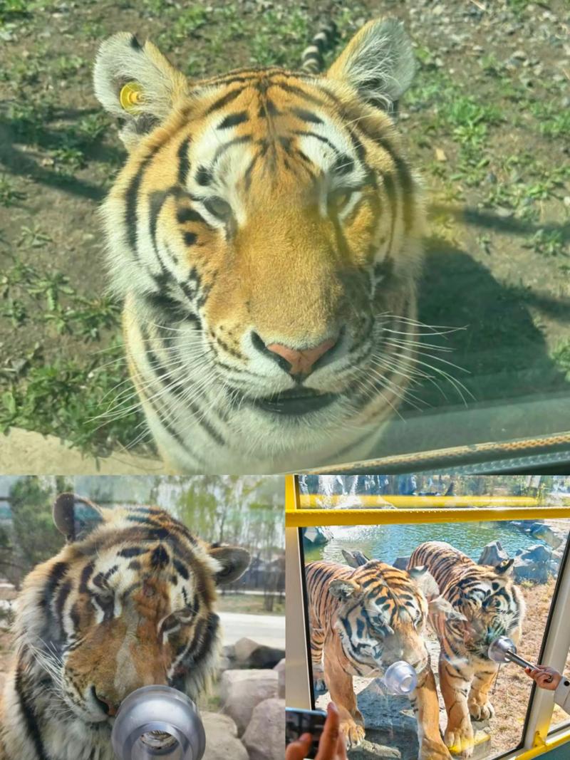 2025全年免費資料大全和動物園老虎陪人坐車與動物園老虎陪人坐車視頻