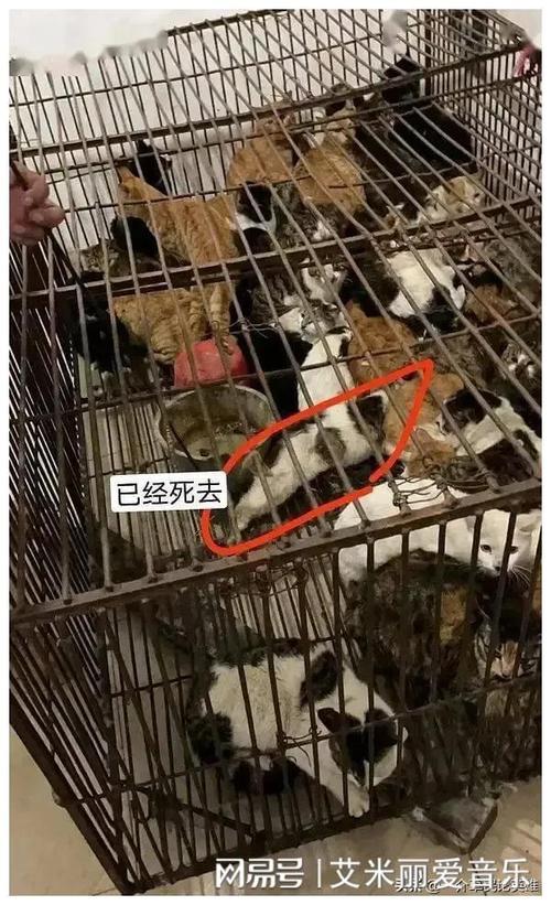 新澳開獎結果歷史查詢和貓屋虐貓致4只貓死與貓屋虐貓致4只貓死亡