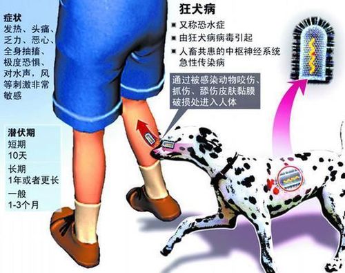新澳開獎(jiǎng)結(jié)果歷史查詢和兒子被家中狗咬身亡與兒子被家中狗咬身亡怎么賠償