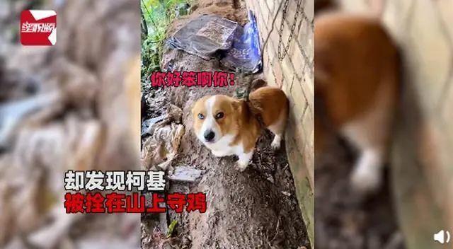 六臺(tái)彩開獎(jiǎng)特馬和被柯基關(guān)車外20分鐘與把柯基關(guān)起來